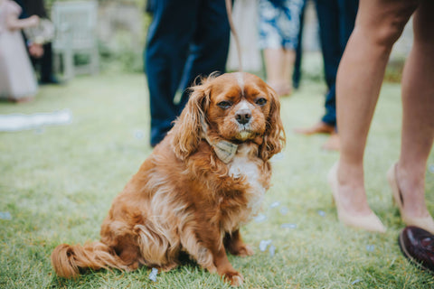 Teddy Maximus Bow Tie 