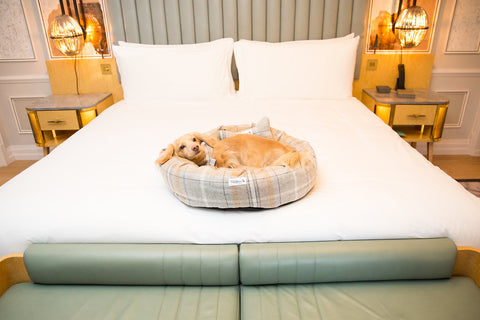 Dog Friendly Vacation at the Mandarin Oriental London 