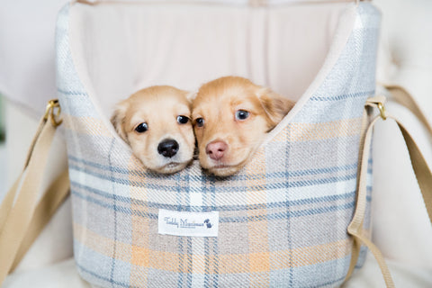 Dog Carrier for Puppy