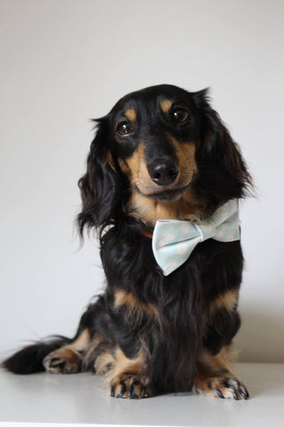 Sev wears Teddy Maximus Bow Tie