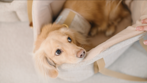 Teddy Maximus Luxury Carriers also double as a handy dog bed!