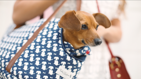 best dog carrier for dachshund