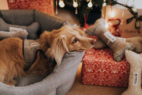 dog bed for christmas