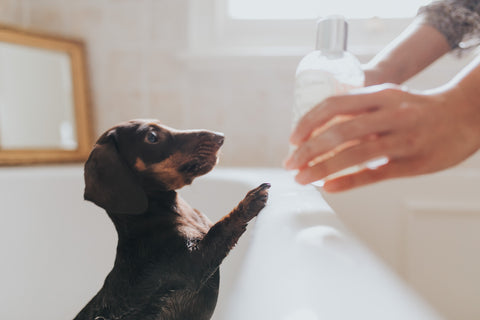 Daisy loves Teddy Maximus Dog Shampoo 