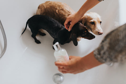 Teddy and Daisy trying Teddy Maximus Dog Shampoo 