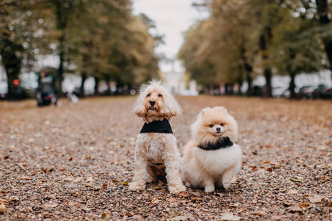 Waterproof Dog Harness