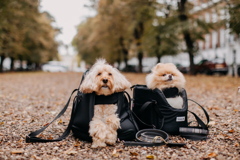 Autumn Style for Dogs