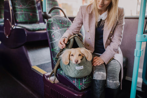 The explorer dog carrier on a bus with Teddy the Dachshund