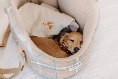 dog in carrier