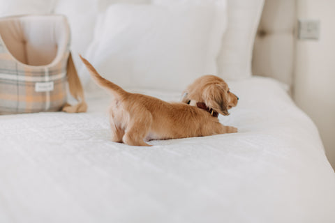 long haired dachshund puppy