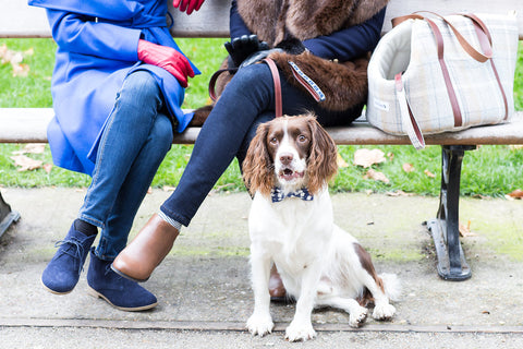 best leads for puppy training