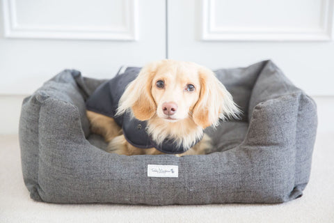 working from home with a dog