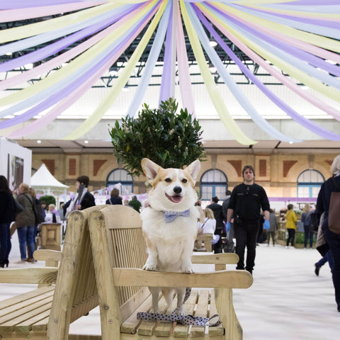 Winny the Corgi wears Teddy Maximus