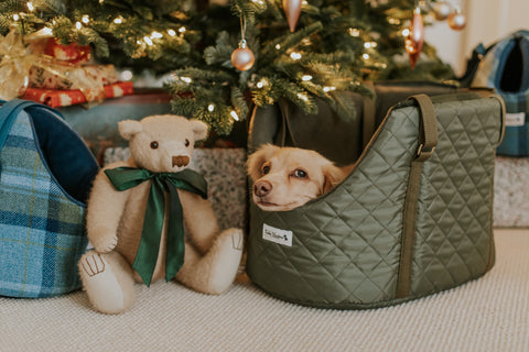 dog in carrier