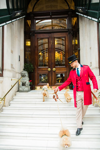 Pawfect Stays at Mandarin Oriental x Teddy Maximus