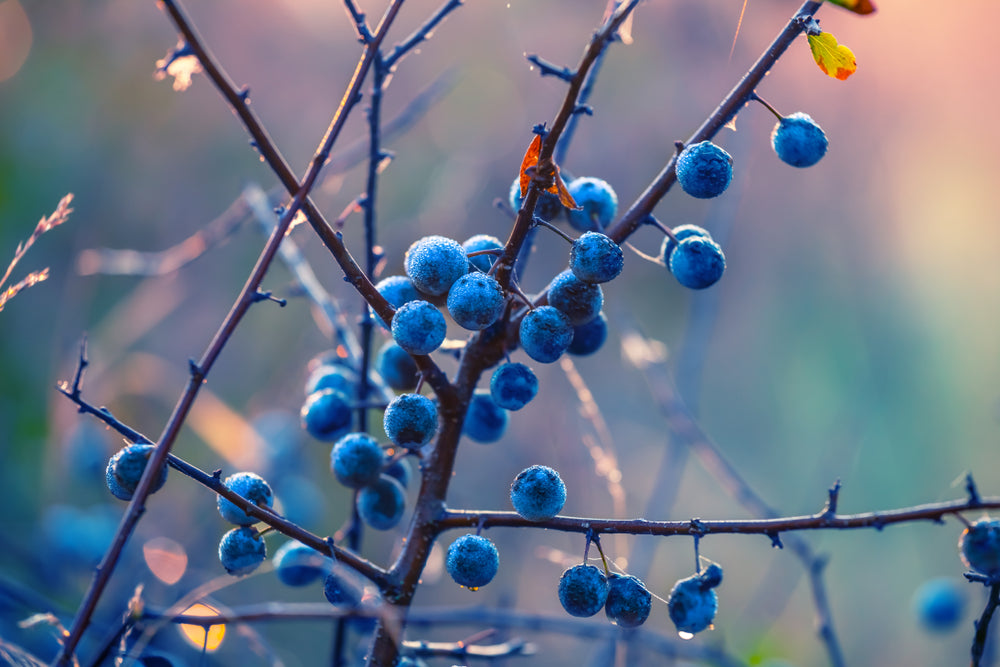 are blackthorn berries poisonous to dogs