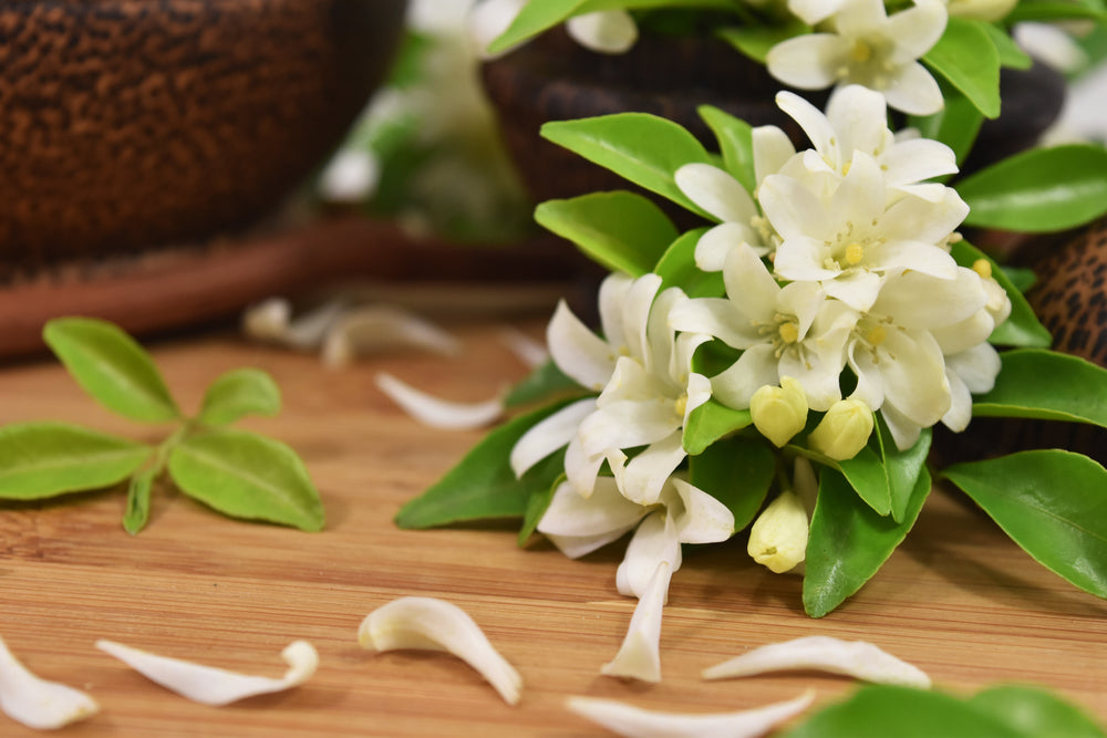 is jasmine vine toxic to dogs