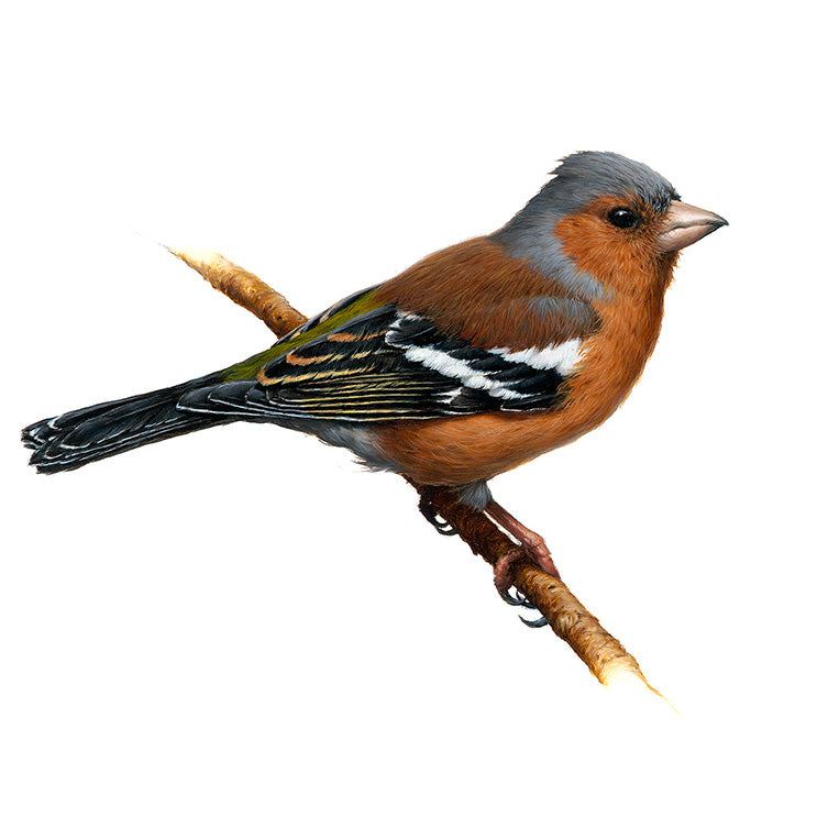 chaffinch vanessa foley