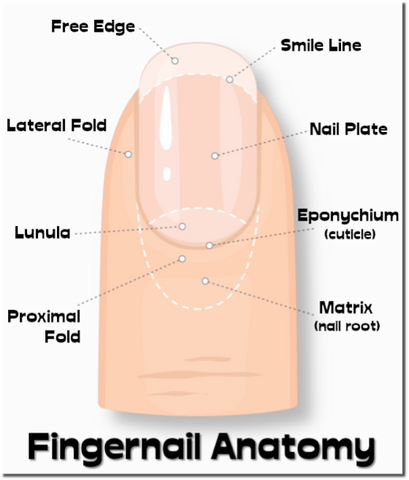 NAIL ANATOMY – Different Parts of Fingernail - Bliss Kiss by Finely  Finished, LLC