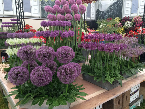 flowers-floral-chelsea-flower-show-june-summer