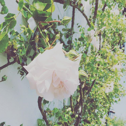 rose-flower-chelsea-florals-summer-june-interiors