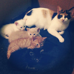 Roe and her kittens