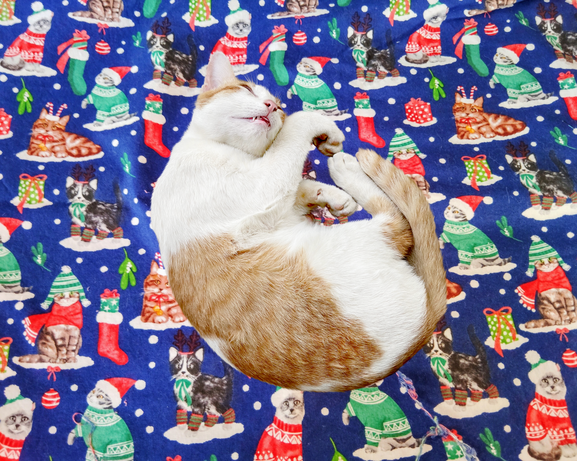 Cheezecat Holiday Hat Cats Refillable Catnip Play Mat - SALE - 25% OFF - 1 LEFT!