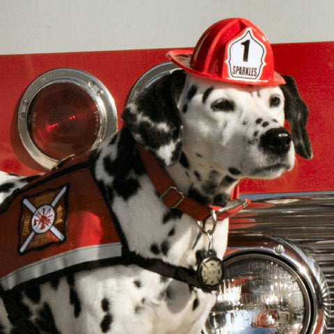 Fire Dog Sparkles