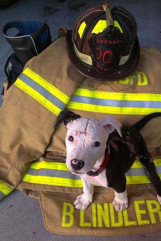 http://www.boredpanda.com/firefighter-dog-burn-victim-mascot-jake-william-lindler/