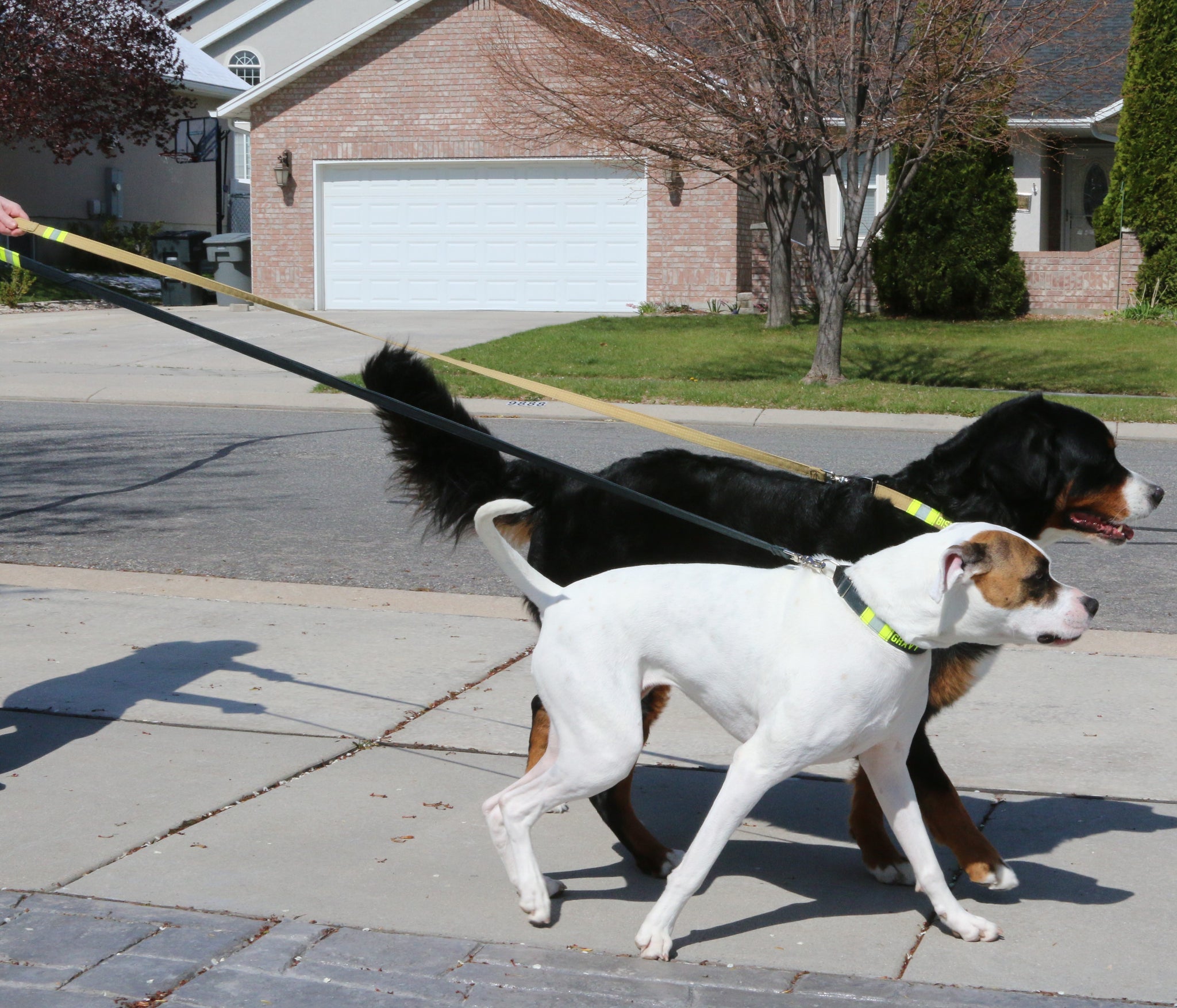 dog bunker gear