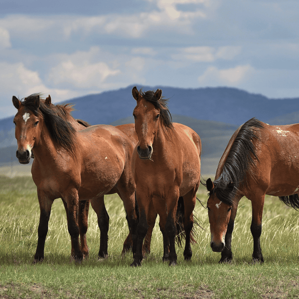 group of horses standing a field