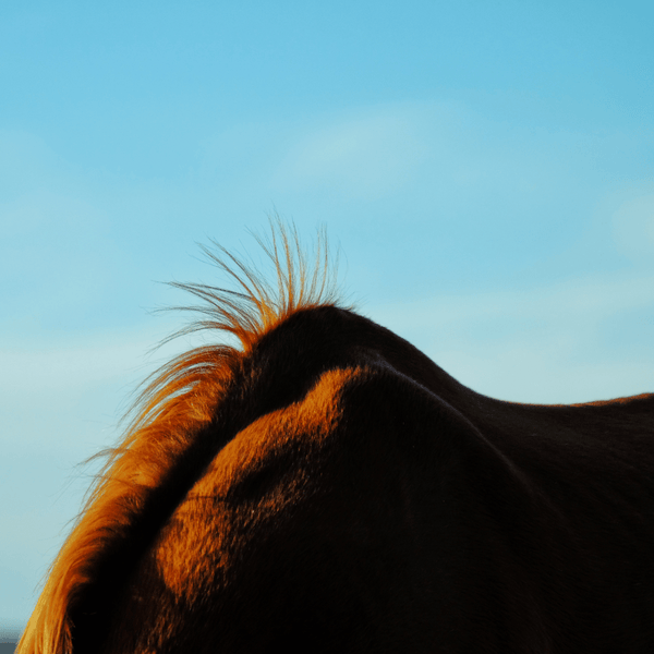 brown horse shoulder blades blue sky background