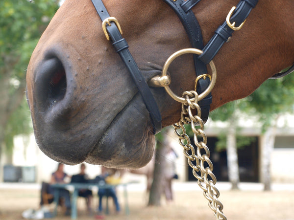 Horse with o-ring snaffle bit