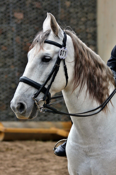white horse with western headstall tack