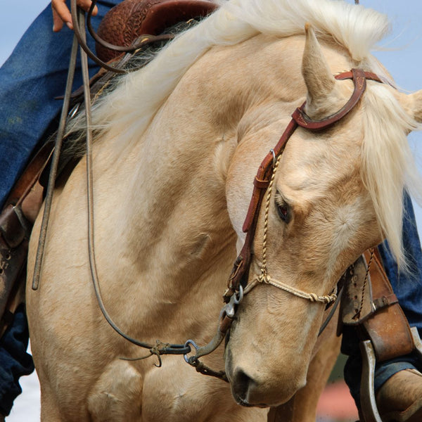 tan brown horse with women riding in jeans using western horse tack headstall and bit
