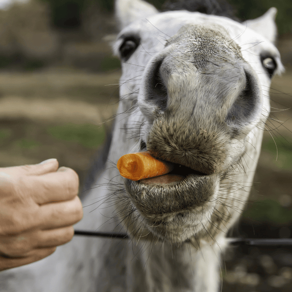 white horse eating a carrot from owners hand