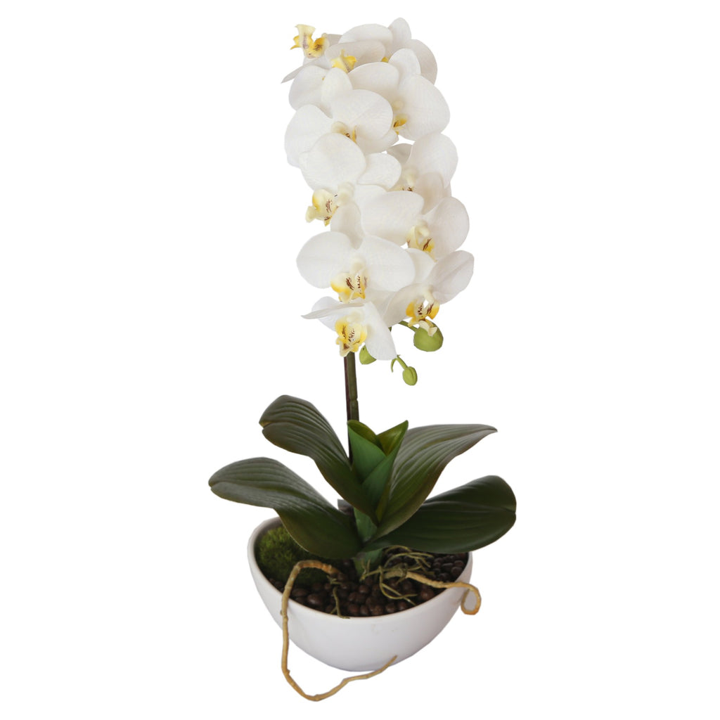 butterfly orchid plant