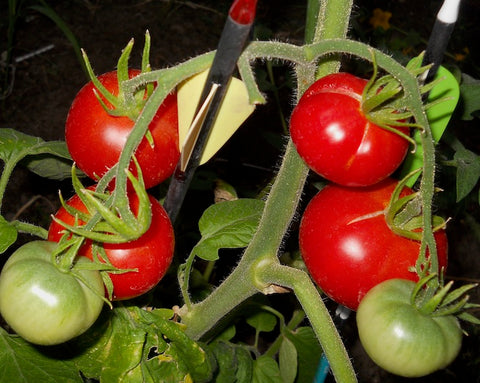 how to grow tomatoes in montana, montana living magazine