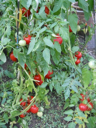 tomatoes on the vine, how to grow tomatoes in montana, montana living magazine