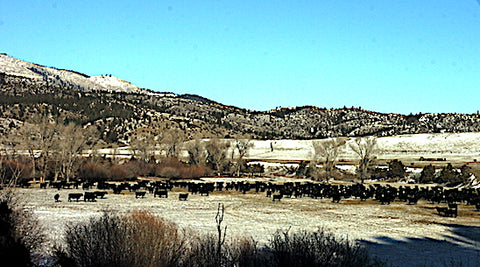cattle feed near maudlow, montana, montana living, high feed prices government programs