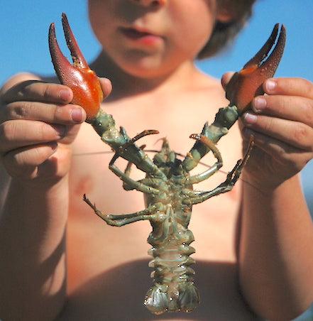 montana crayfish regulations, catching crawdads in montana, montana living magazine, david reese photos