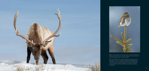 bull elk, meadowlark, donald m jones wildlife book wild montana, farcountry press, montana living, montana wildlife books photography