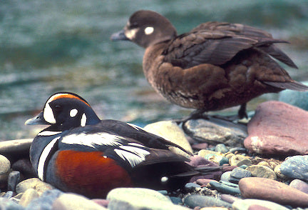 hen, harlequin duck glacier national park, wildlife viewing glacier national park, montana living magazine