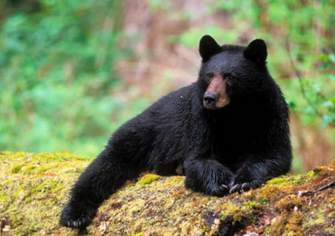 photo of black bear montana