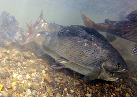 arctic grayling, red rocks lake national wildlife refuge, big hole montana, dillon montana, montana living