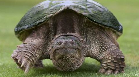 snapping turtle invasive species in montana, montana living