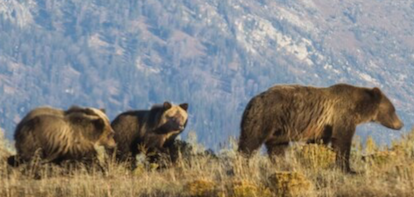 grizzly bears, black bears in montana, montana living