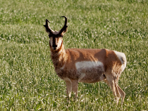 montana antelope drawing hunting results, tags, montana living