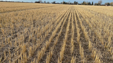 Montana drought conditions, montana living magazine, david reese, valier montana wheat field, snowfall 2021-22