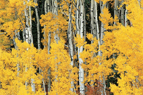 aspen, montana fall colors, montana living magazine, trees in montana